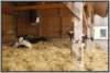 offenfronttretmistsystemholsteinfriesian88_small.jpg