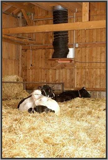 offenfronttretmistsystemholsteinfriesian93.jpg