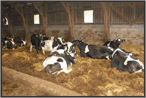 tiefstreustallholsteinfriesian10.jpg