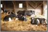 tiefstreustallholsteinfriesian100_small.jpg