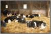 tiefstreustallholsteinfriesian101_small.jpg