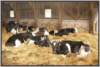 tiefstreustallholsteinfriesian102_small.jpg