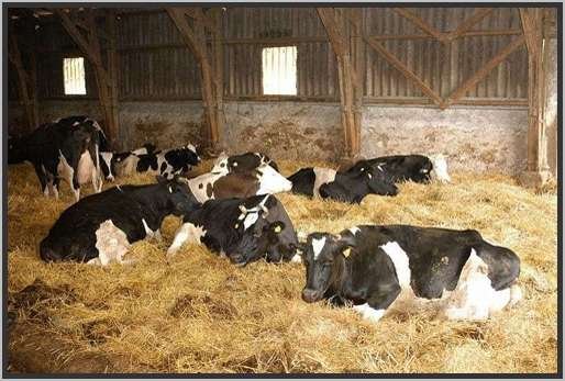 tiefstreustallholsteinfriesian103.jpg