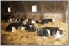 tiefstreustallholsteinfriesian103_small.jpg