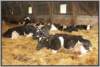 tiefstreustallholsteinfriesian105_small.jpg