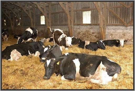 tiefstreustallholsteinfriesian106.jpg