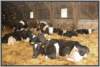 tiefstreustallholsteinfriesian106_small.jpg