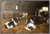 tiefstreustallholsteinfriesian107_small.jpg