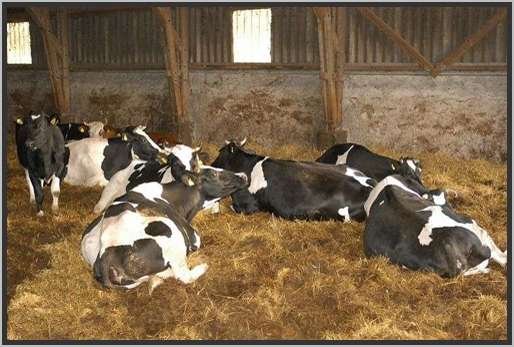 tiefstreustallholsteinfriesian11.jpg