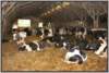 tiefstreustallholsteinfriesian111_small.jpg