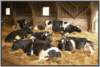 tiefstreustallholsteinfriesian113_small.jpg