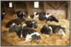 tiefstreustallholsteinfriesian114_small.jpg