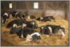 tiefstreustallholsteinfriesian115_small.jpg