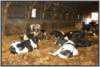 tiefstreustallholsteinfriesian116_small.jpg