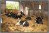 tiefstreustallholsteinfriesian119_small.jpg
