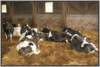 tiefstreustallholsteinfriesian11_small.jpg