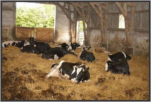 tiefstreustallholsteinfriesian120.jpg