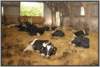 tiefstreustallholsteinfriesian125_small.jpg