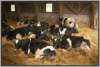 tiefstreustallholsteinfriesian128_small.jpg