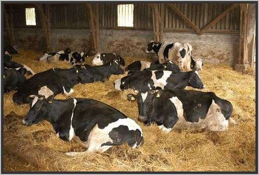 tiefstreustallholsteinfriesian129.jpg
