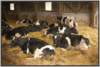 tiefstreustallholsteinfriesian129_small.jpg