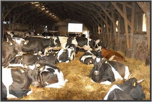 tiefstreustallholsteinfriesian13.jpg