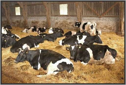 tiefstreustallholsteinfriesian130.jpg