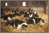 tiefstreustallholsteinfriesian131_small.jpg