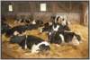 tiefstreustallholsteinfriesian132_small.jpg