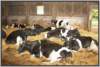 tiefstreustallholsteinfriesian133_small.jpg