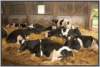 tiefstreustallholsteinfriesian134_small.jpg