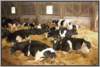 tiefstreustallholsteinfriesian136_small.jpg
