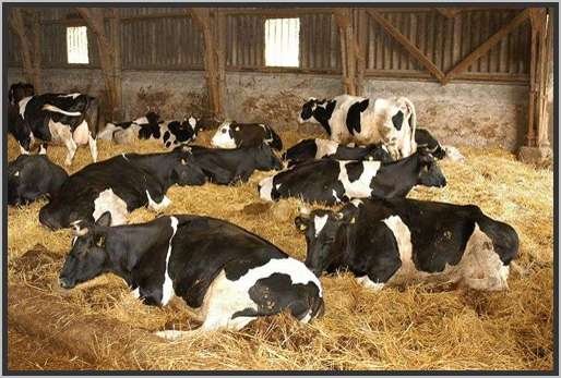 tiefstreustallholsteinfriesian137.jpg