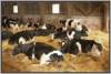 tiefstreustallholsteinfriesian137_small.jpg