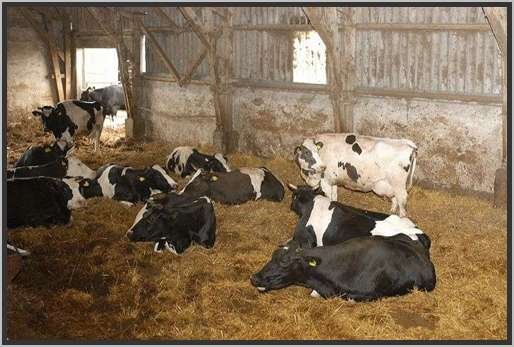 tiefstreustallholsteinfriesian138.jpg