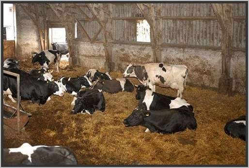 tiefstreustallholsteinfriesian140.jpg