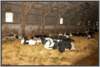 tiefstreustallholsteinfriesian143_small.jpg