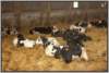 tiefstreustallholsteinfriesian145_small.jpg