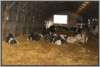tiefstreustallholsteinfriesian18_small.jpg