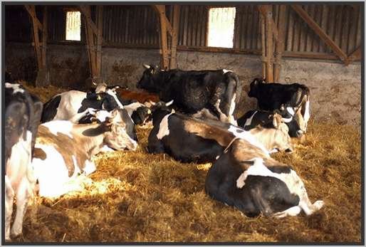 tiefstreustallholsteinfriesian19.jpg