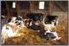 tiefstreustallholsteinfriesian19_small.jpg