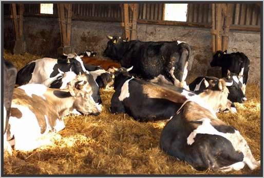 tiefstreustallholsteinfriesian22.jpg