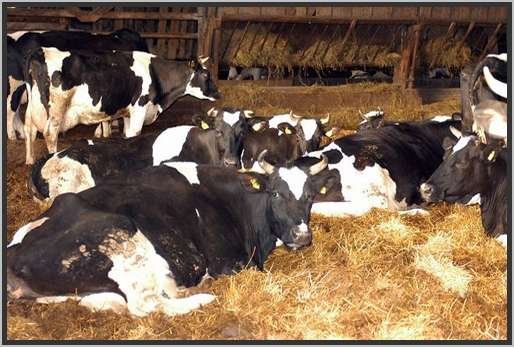 tiefstreustallholsteinfriesian23.jpg