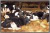 tiefstreustallholsteinfriesian23_small.jpg