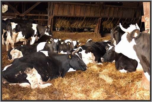 tiefstreustallholsteinfriesian24.jpg