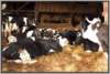 tiefstreustallholsteinfriesian24_small.jpg