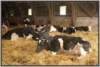 tiefstreustallholsteinfriesian2_small.jpg