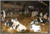 tiefstreustallholsteinfriesian31_small.jpg