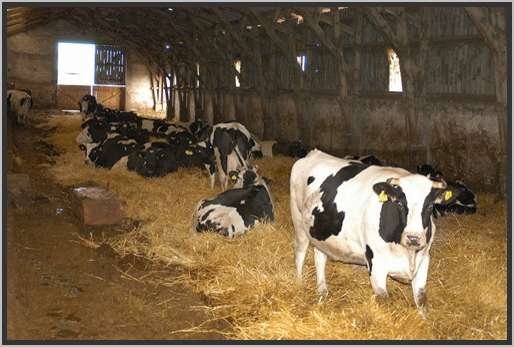 tiefstreustallholsteinfriesian35.jpg