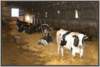 tiefstreustallholsteinfriesian35_small.jpg